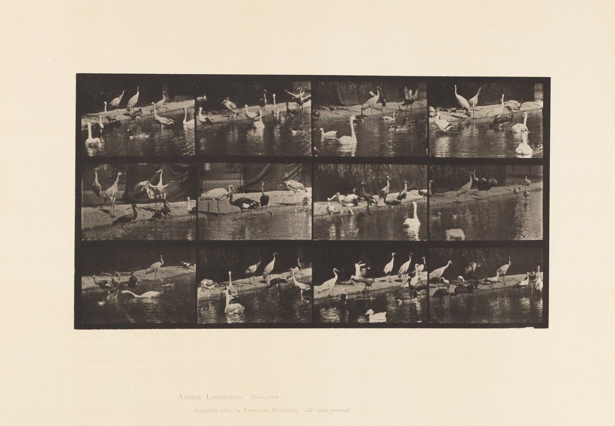 Tallrik 779. Storkar; Svanar osv. av Eadweard Muybridge