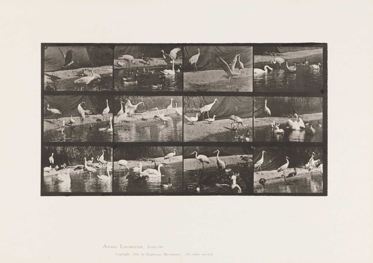 Tallrik 780. Storkar; Svanar osv. av Eadweard Muybridge