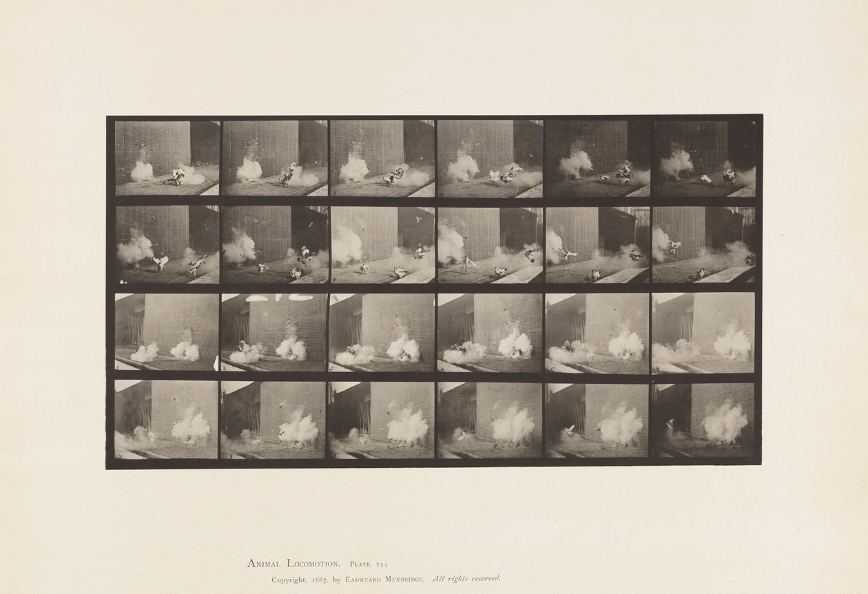 Tallrik 781. Kycklingar; Skrämd av Torped av Eadweard Muybridge