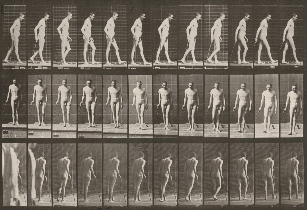 Plansch nummer 559. Partiell paraplegi, gång med käpp av Eadweard Muybridge