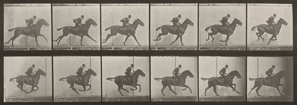 Plansch nummer 624. "Daisy" i galopp, sadlad av Eadweard Muybridge