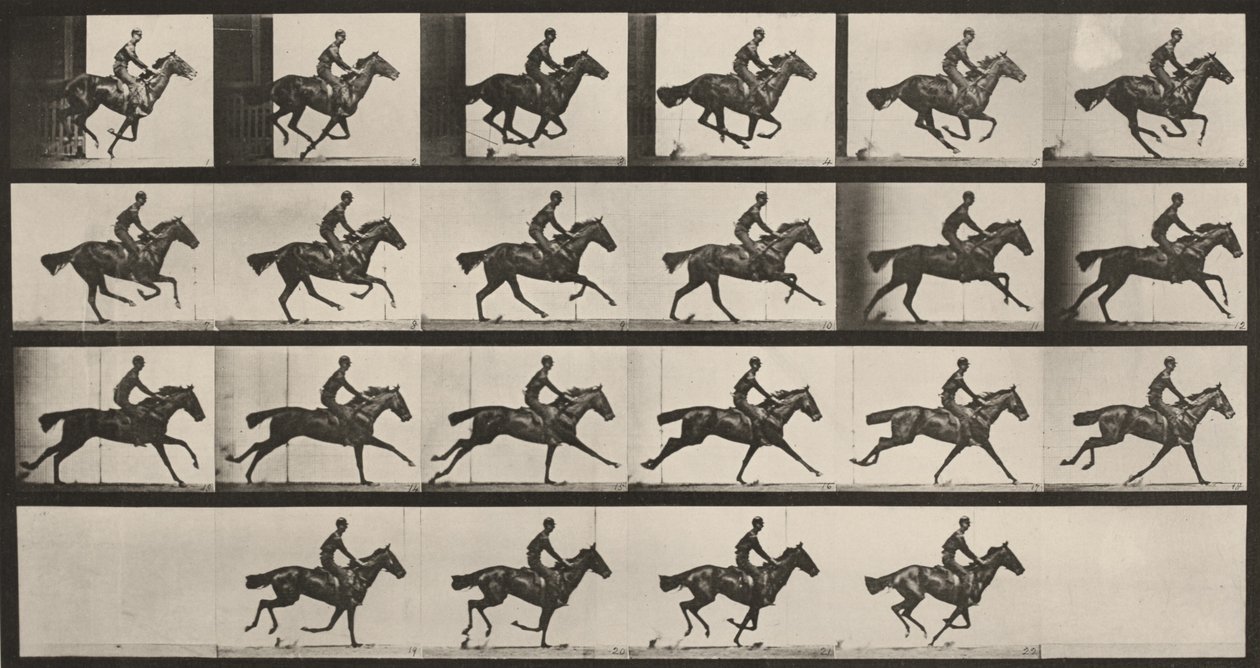 Plansch nummer 625. ”Bouquet” i galopp av Eadweard Muybridge