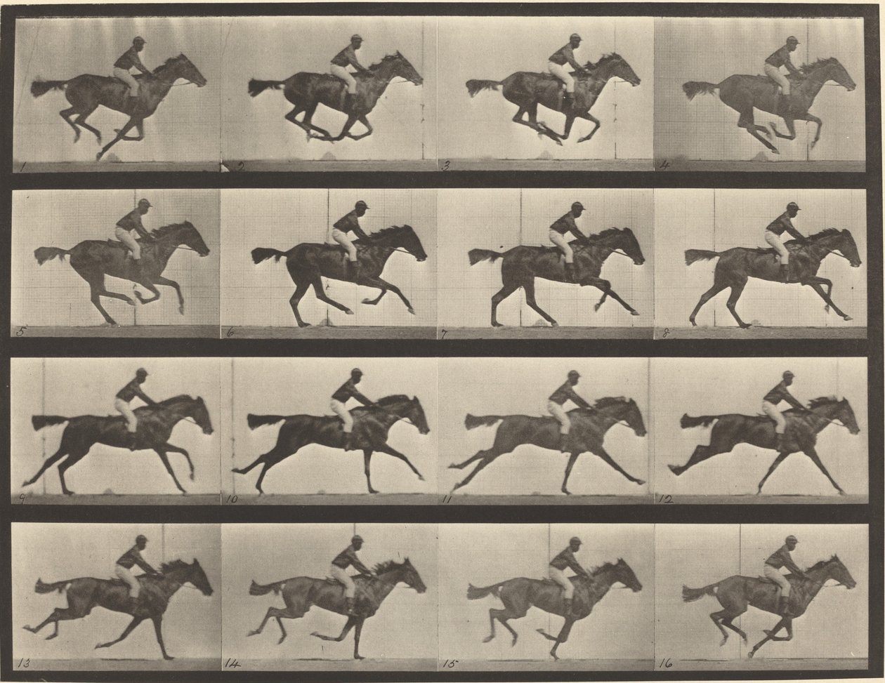 Plåtnummer 626. Galopp, fullblods buksto, Annie G. av Eadweard Muybridge