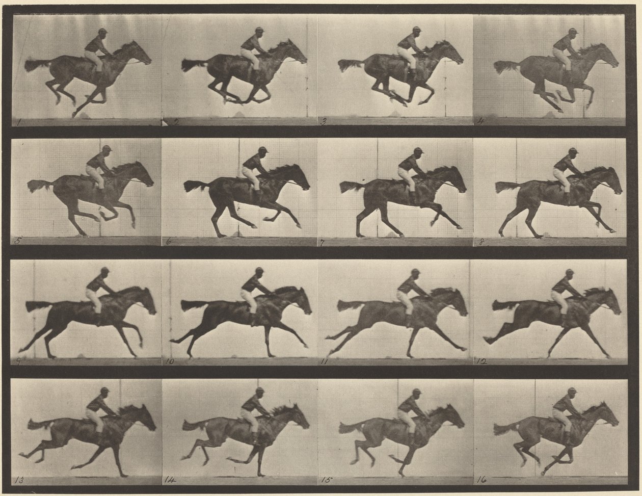 Plansch nummer 626. Galopp, fullblods brun märr, Annie G. av Eadweard Muybridge