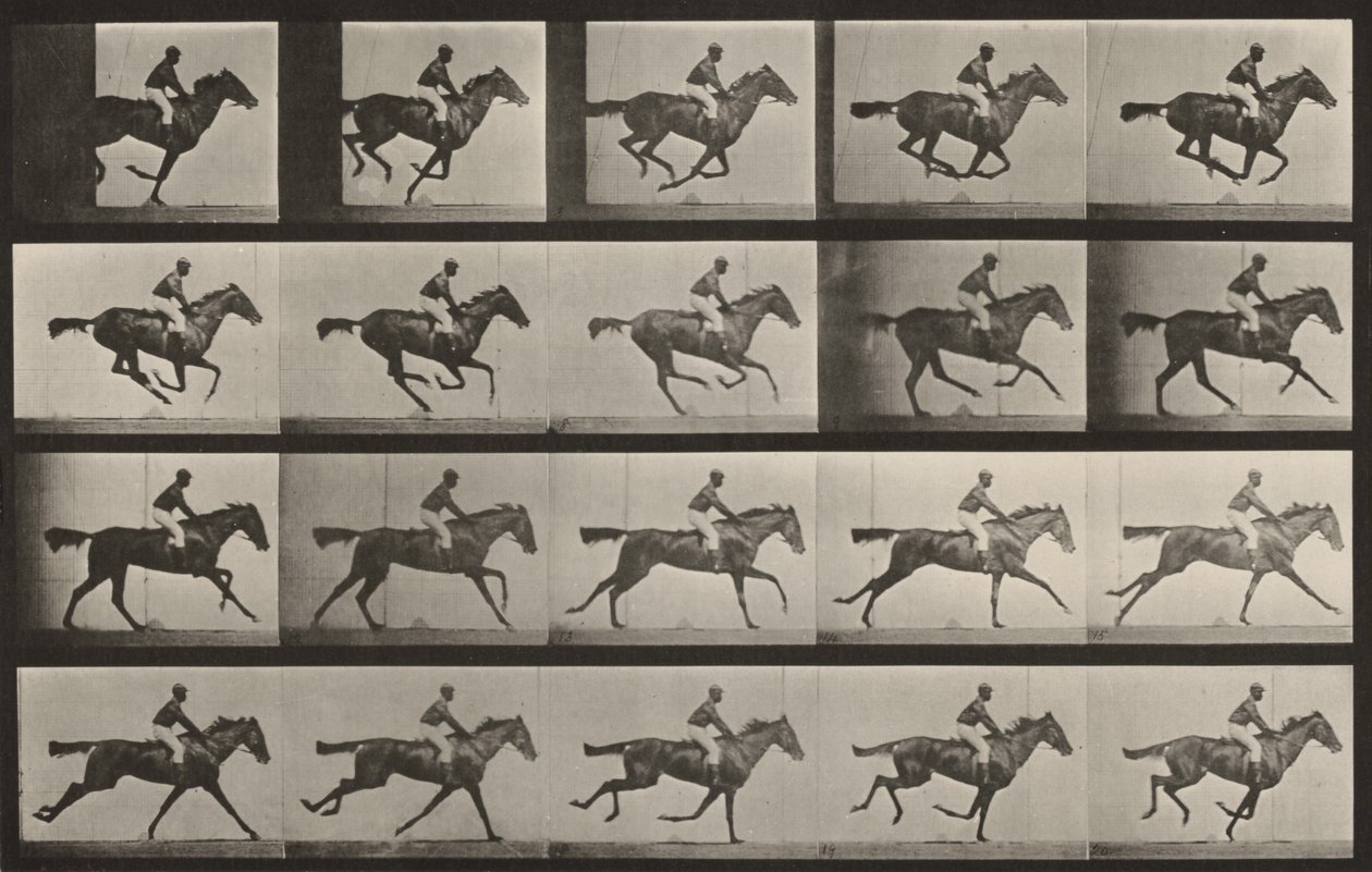 Plansch nummer 627. ”Annie G.” i galopp av Eadweard Muybridge