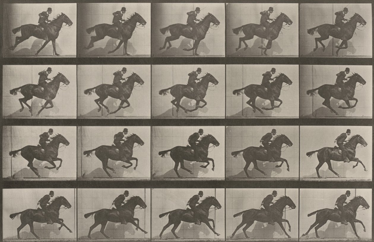 Plansch nummer 628. "Daisy" i galopp av Eadweard Muybridge