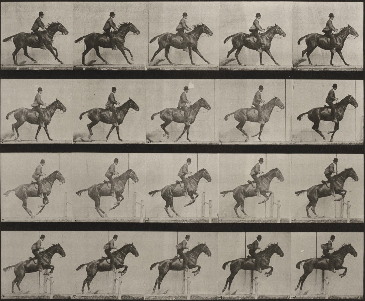 Plansch nummer 636. ”Daisy” hoppar över ett hinder, sadlad, och förbereder sig för språnget av Eadweard Muybridge
