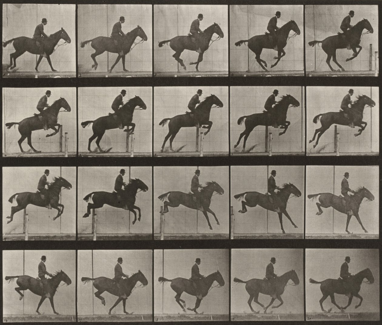 Plansch nummer 639. "Daisy" hoppar över ett hinder, sadlad av Eadweard Muybridge