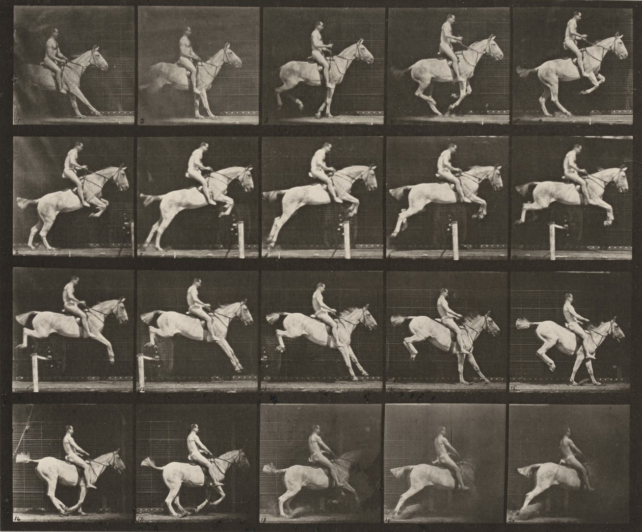 Plansch nummer 642. "Pandora" hoppar över ett hinder, sadlad; ryttaren naken av Eadweard Muybridge