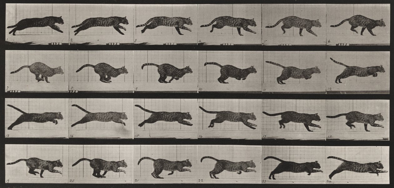 Plansch nummer 720. Katt; i galopp av Eadweard Muybridge