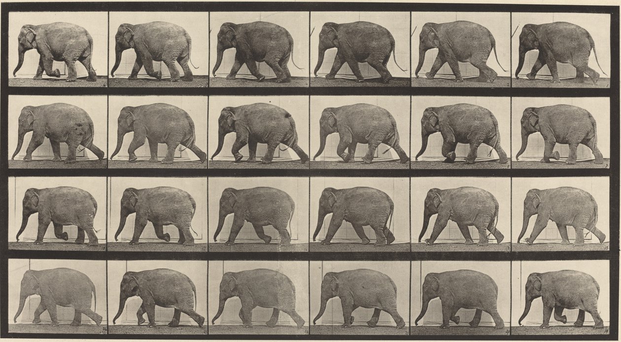 Plåt nummer 733. Elefantvandring av Eadweard Muybridge