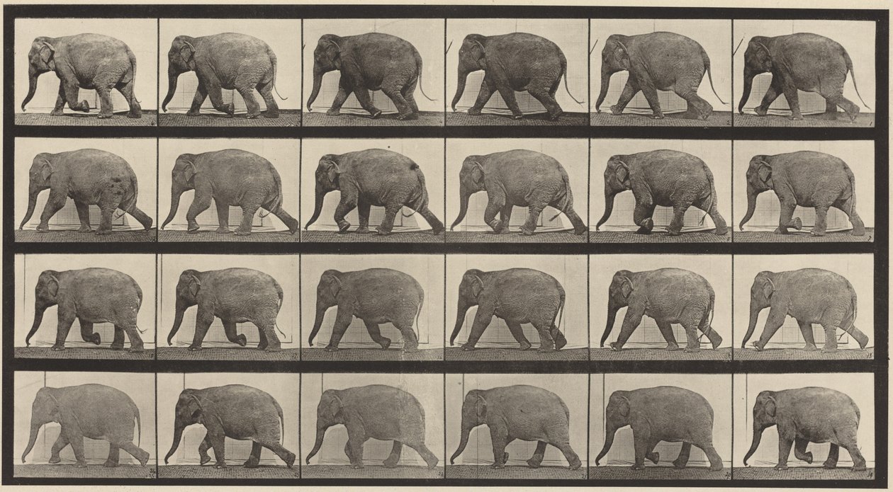 Plansch nummer 733. Gående elefant av Eadweard Muybridge