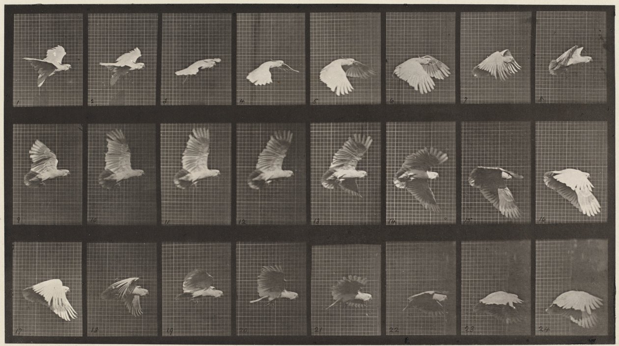 Nummerplåt 758. Cockatoo flyger,1887 (foto) av Eadweard Muybridge