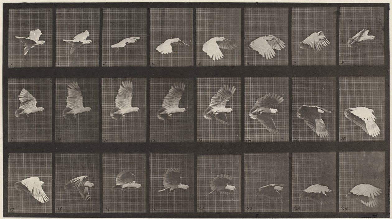 Plåt nummer 758. Kakadua flyger av Eadweard Muybridge