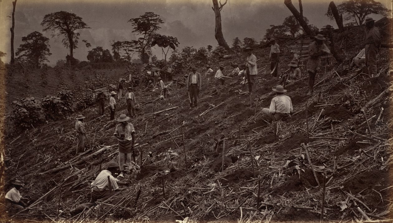 Anläggning av en kaffeplantage i Antigua de Guatemala,1875, publicerad 1877 (foto) av Eadweard Muybridge