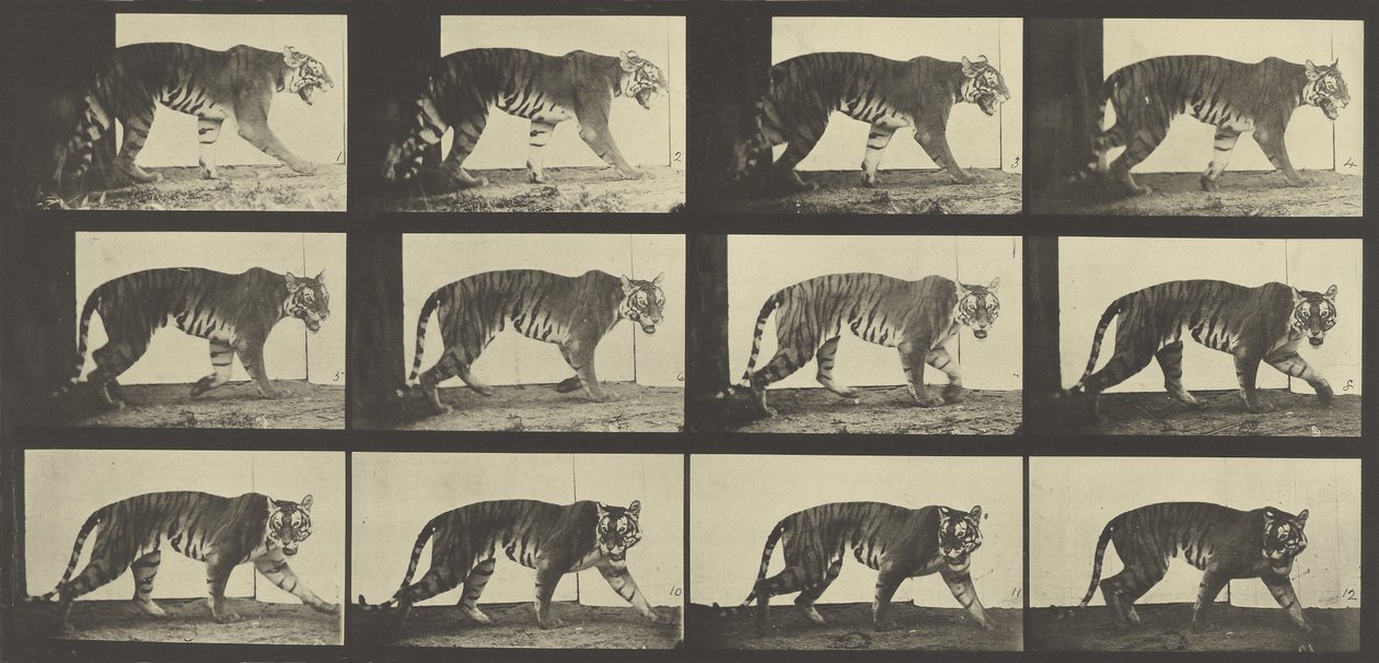 Tiger Walking, Tallrik 729 från Animal Locomotion, 1887 av Eadweard Muybridge