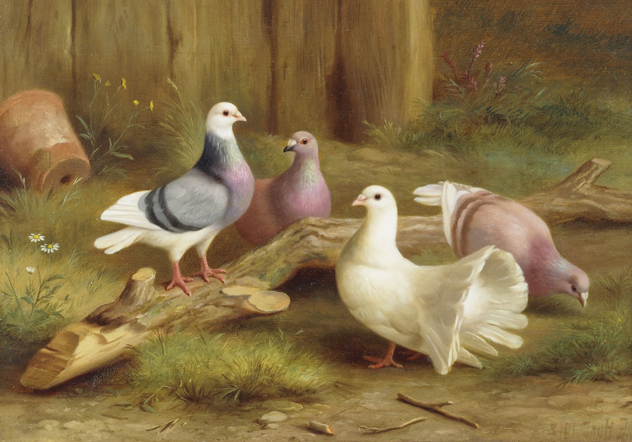 Duvor av Edgar Hunt