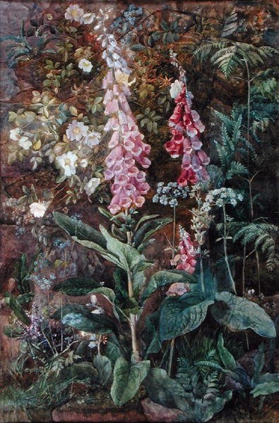 Digitalis Purpurea och Rosa Rugosa (akvarell på papper) av Edith Isabel Barrow