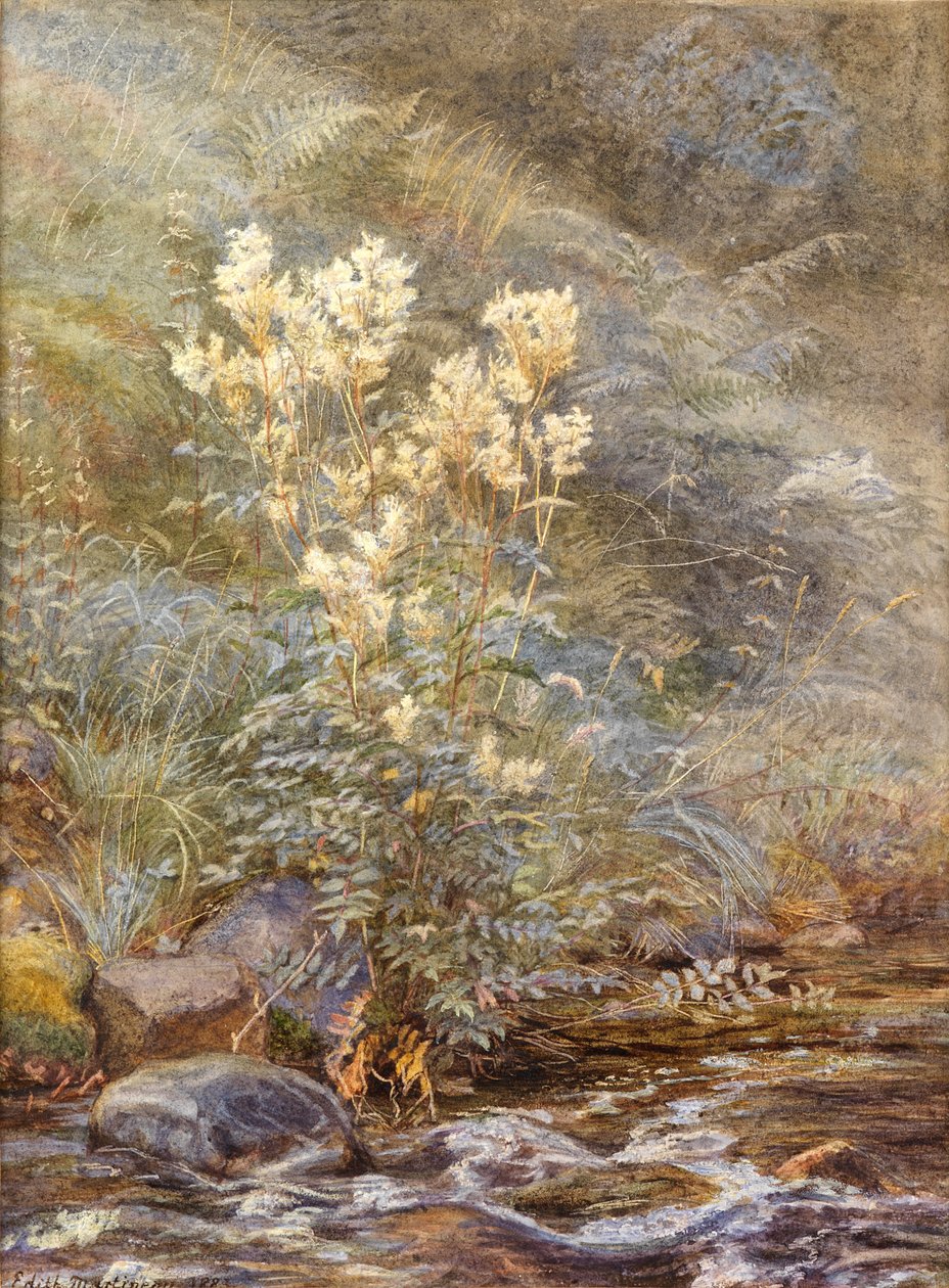 Meadowsweet beside a Burn, Invernesshire, ca 1883 (akvarell förhöjd med vitt) av Edith Martineau