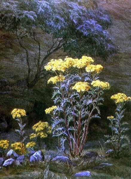 Ragwort on a Bank (akvarell på papper) av Edith Martineau