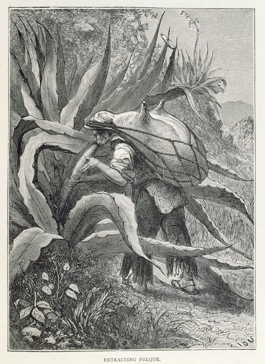 Extraherar Pulque, från "The Ancient Cities of the New World", av Claude-Joseph-Desire Charney, graverad av Manini, pub. 1887 av Edouard Riou
