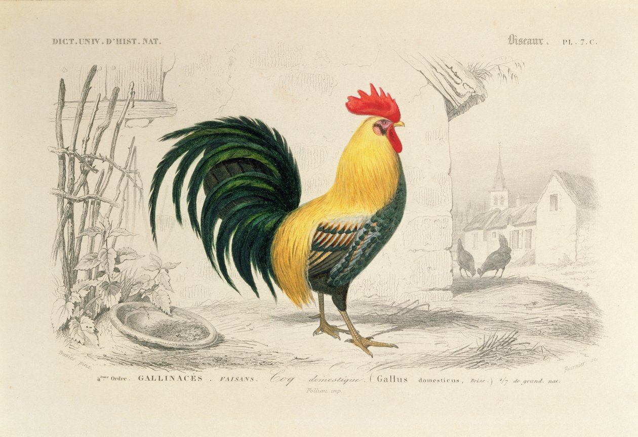 Domestic Cock, illustration från 