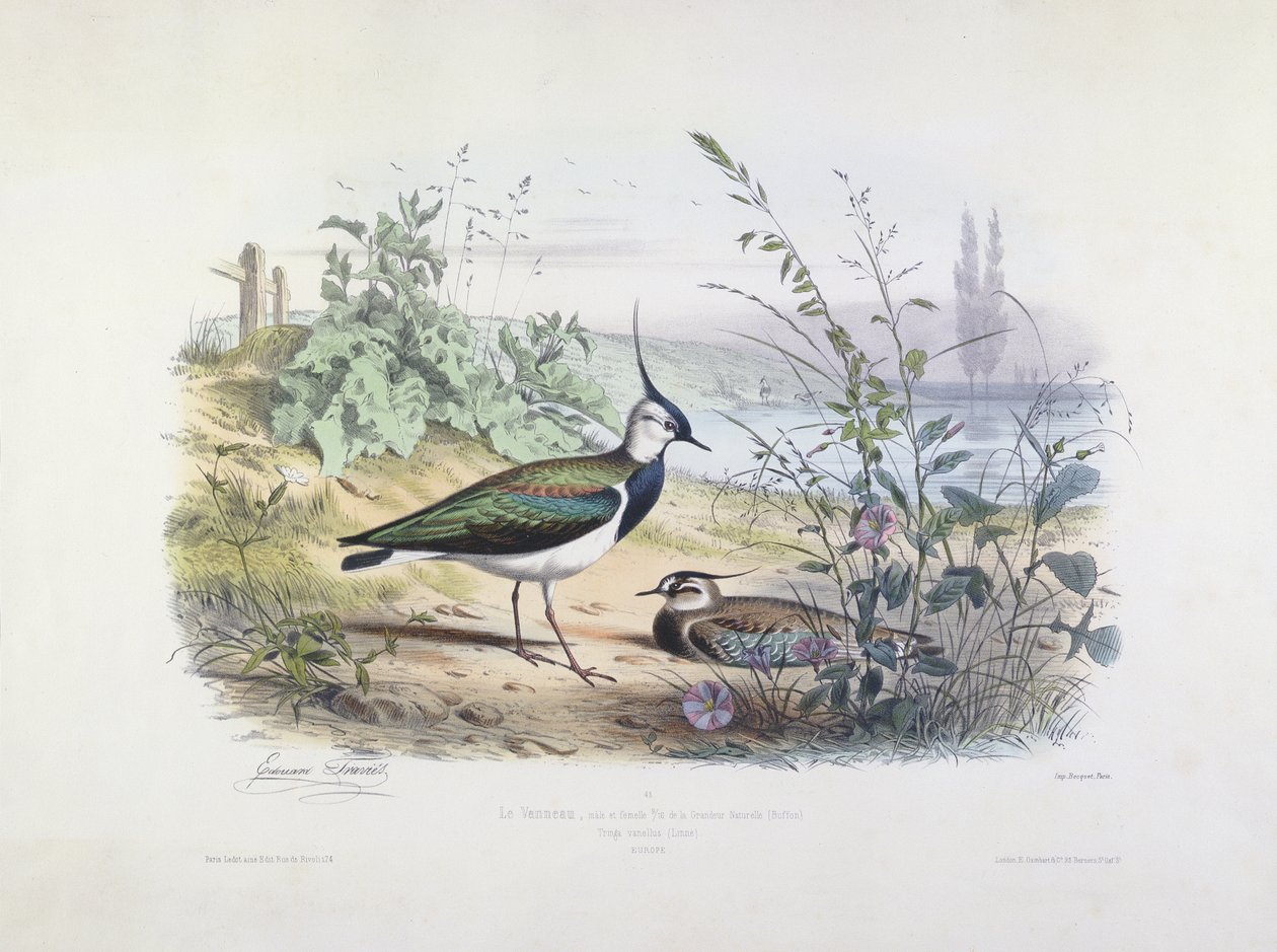 Kärrsångare och hane (färggravyr) av Edouard Travies