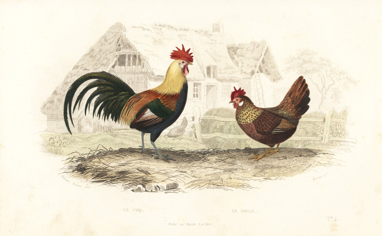 Hane och höna, Phasianus gallus. av Edouard (after) Travies