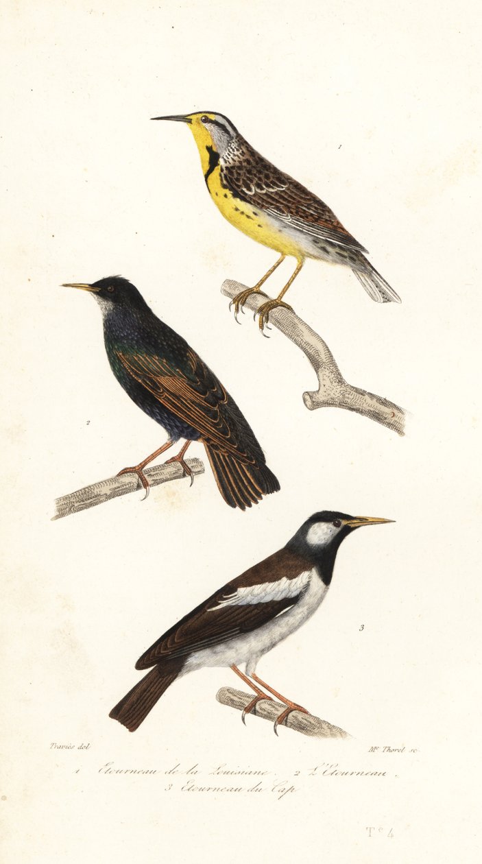 Östra ängslära, stare och pied myna. av Edouard (after) Travies