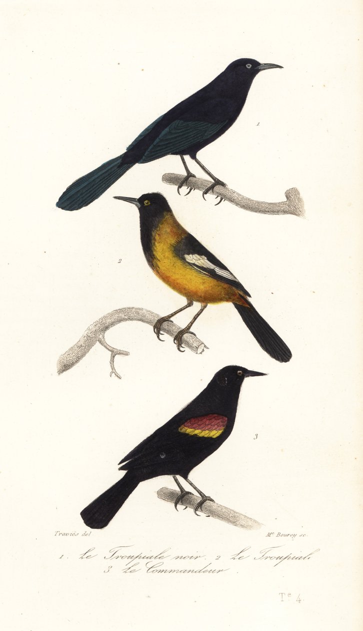 Större Antilliansk grackle, Audubons oriole och rödvingad svart av Edouard (after) Travies
