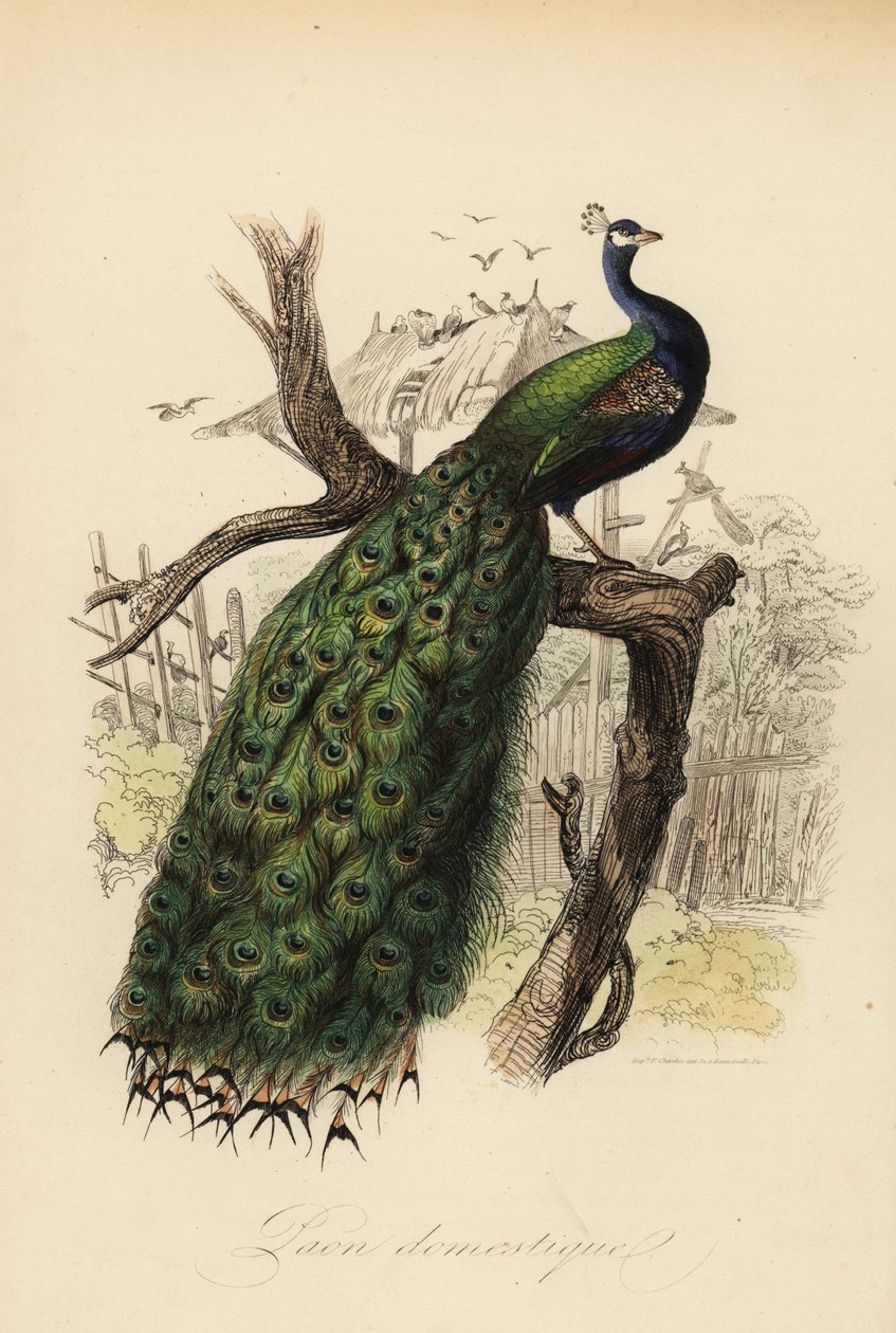 Indisk påfågel, Pavo cristatus av Edouard (after) Travies