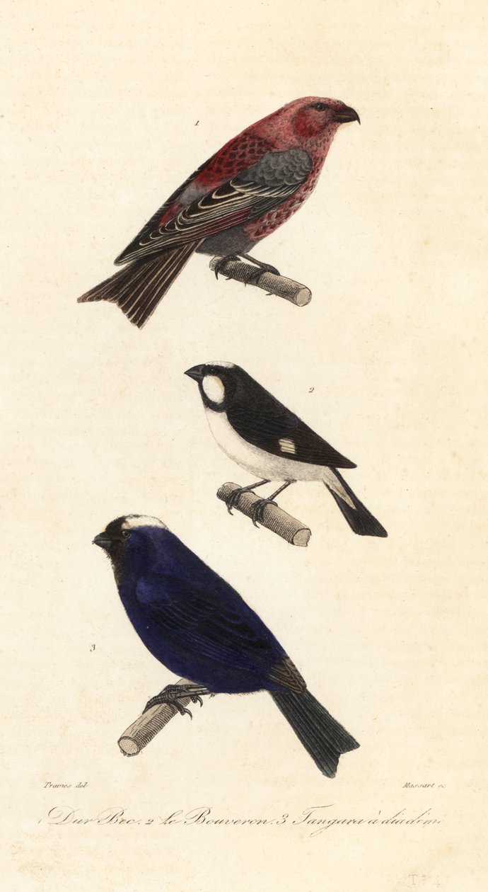Pine grobeak, fodrad seedeater och diademer tanager. av Edouard (after) Travies