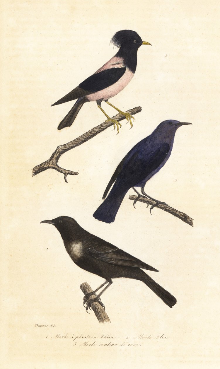 Ringouzel, blå stentrast och rosa stare. av Edouard (after) Travies