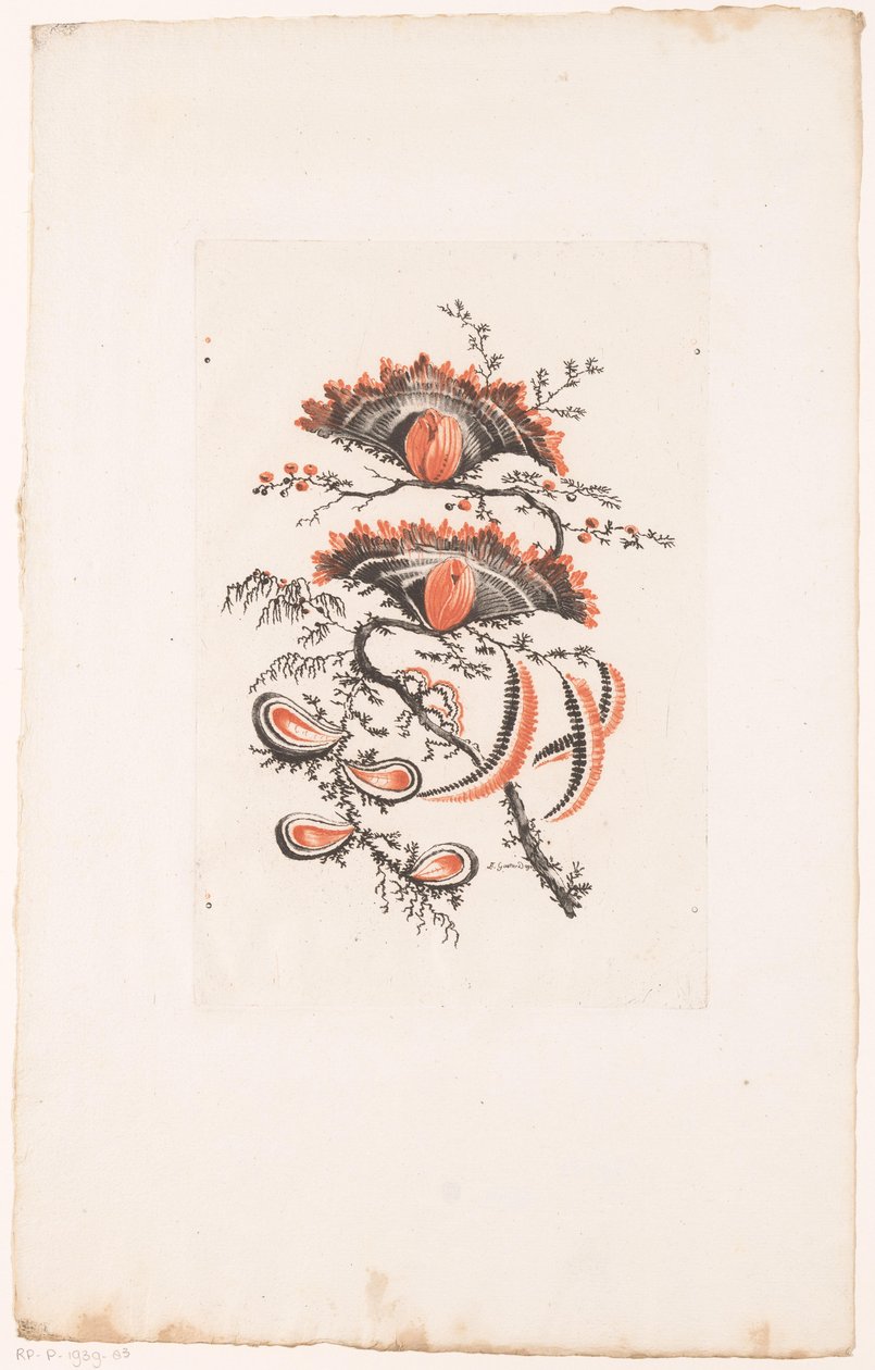 Solfjäderformade blommor Fleurs Idealle (serietitel) av Edouard Gautier Dagoty