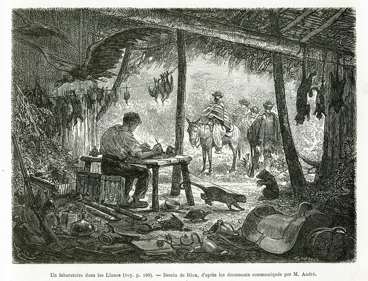 Ett taxidermilaboratorium i urskogen, i regionen Llanos (Colombia), teckning av Riou, för att illustrera historien om Equinoxiale America (Colombia, Ecuador, Peru), 1875-1876, av Ed. andre, resemissionsavgift från den franska regeringen. Engra av Edouard Riou