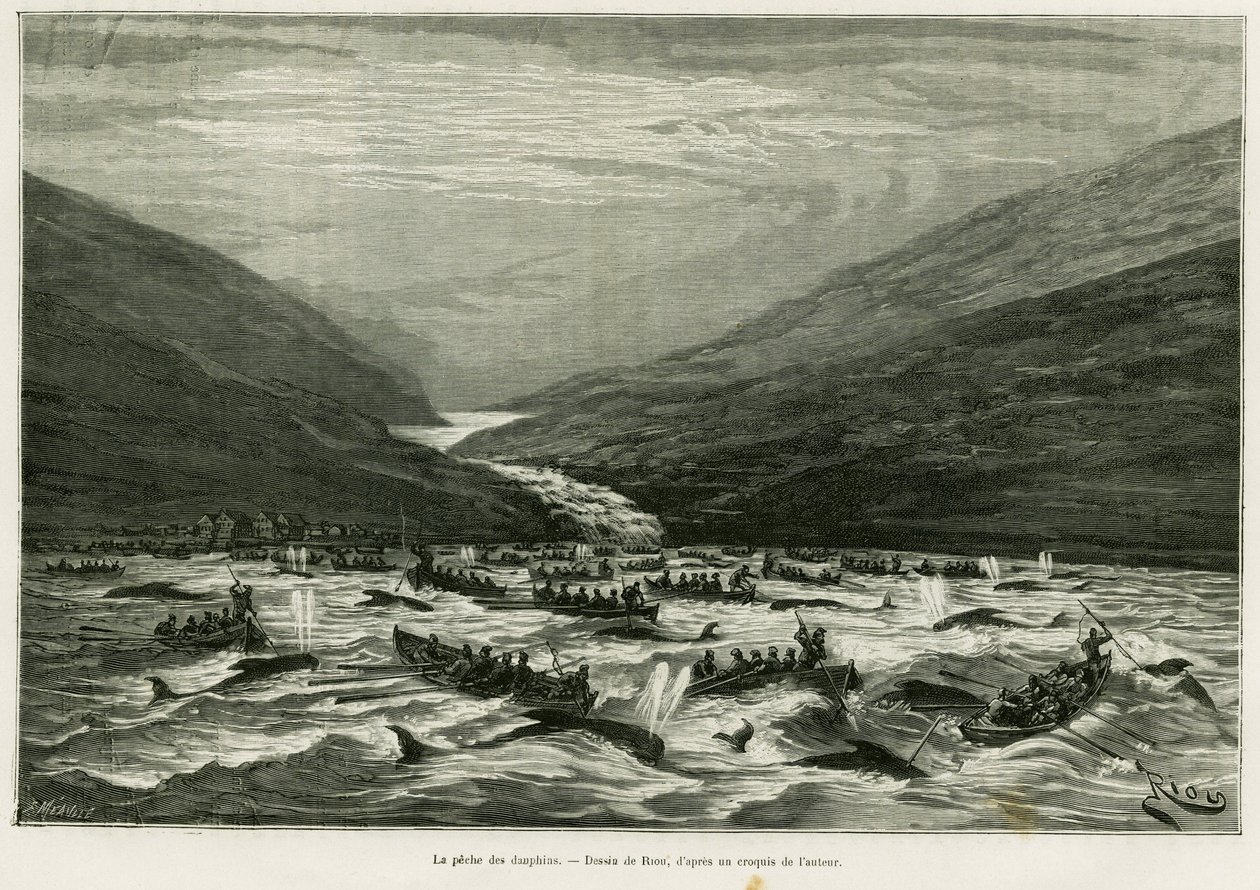 Delfinfiske. Gravyr av Riou för att illustrera historien En månad i Färöers skärgård (Färöer, Färöar, Danmark), av H.Labonne, i le tour du monde 1887, regisserad av Edouard Charton (1807-1890), Hachette, Paris. av Edouard Riou