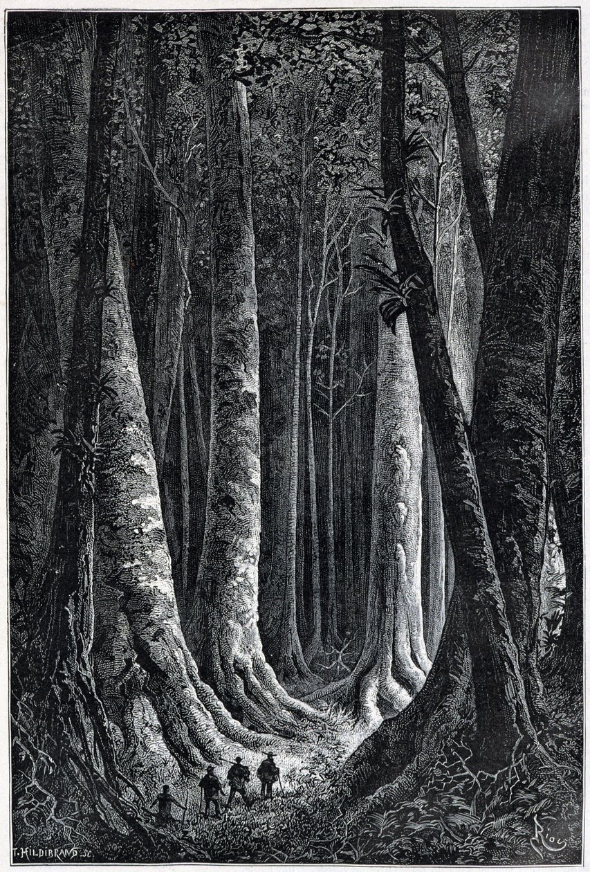 Franska Guyanaskogen, teckning av Riou, "" Le Tour du Monde", 2:a sem. 1879. av Edouard Riou