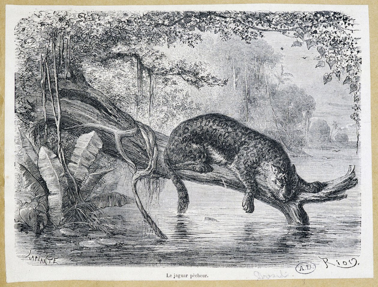 Jaguar tittar på sitt byte på en trädstam ovanför vattnet - gravyr från 1800-talet av Edouard Riou