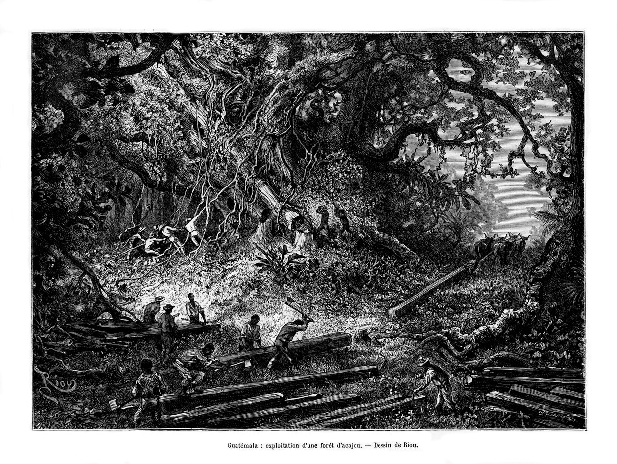 Avverkning av mahognyträd, Guatemala, 1800-talet av Edouard Riou