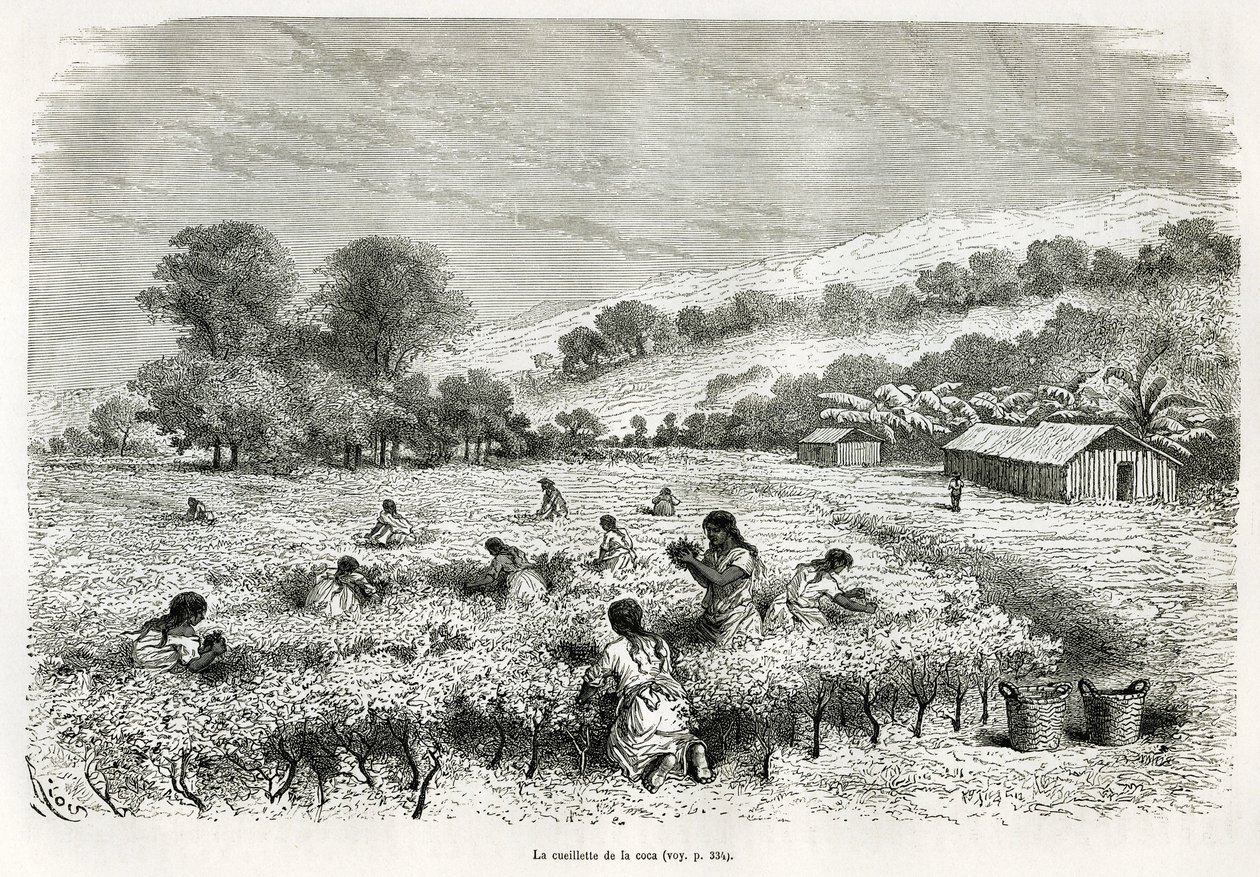 Att plocka kokabladen i Ituatadalen, teckning av E.Riou, för att illustrera resan i Titicaca-regionen och dalarna i östra Nedre Peru, 1873 av Paul Marcoy. Gravyr i Le tour du monde av Edouard Riou