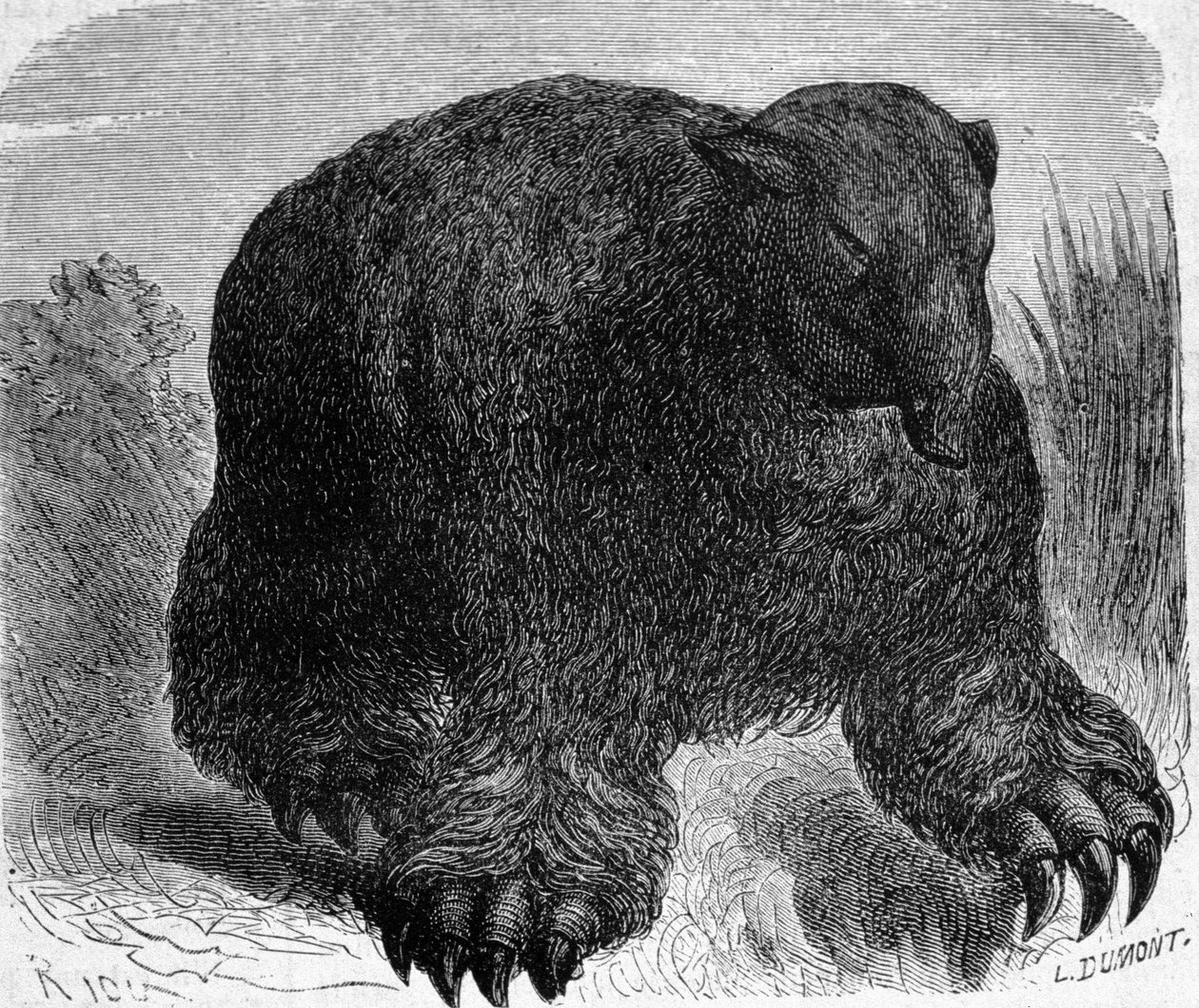 Förhistoria: representation av ett megaterium (jordisk lat av elefantfamiljen). Gravyr av Edouard Riou (1833-1900) från slutet av 1800-talet. av Edouard Riou