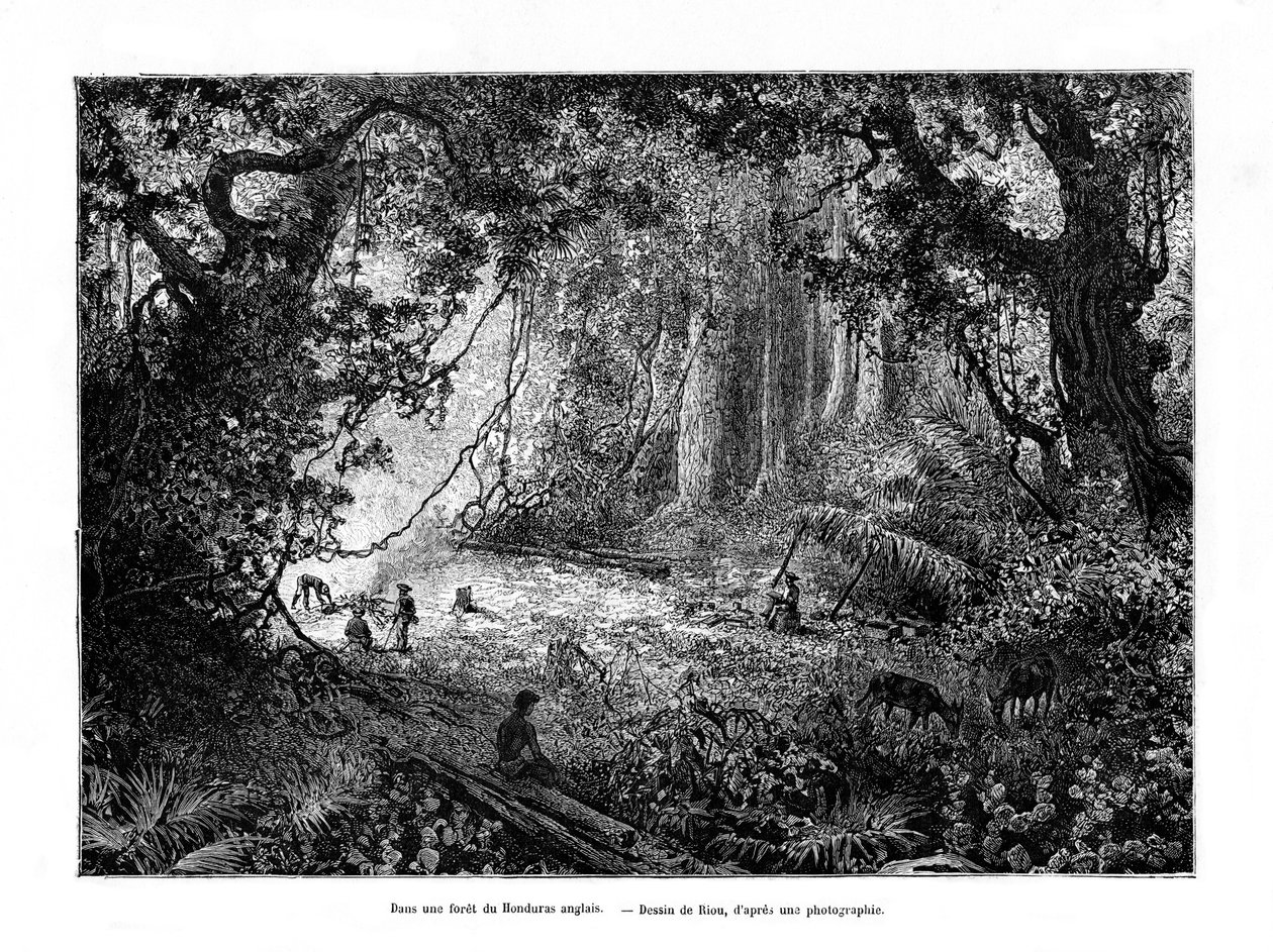 Regnskog i Brittiska Honduras, 1800-talet av Edouard Riou