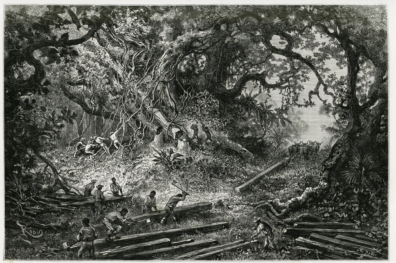 Exploateringen av mahogny i skogarna i Anderna. Gravyr av Riou, för att illustrera berättelsen "" Resan till Yucatan och Lacandons land "", 1882, av Desire Charnay (1828-1915) arkeolog och fotograf. Publicerad i Tour du monde nou av Edouard Riou
