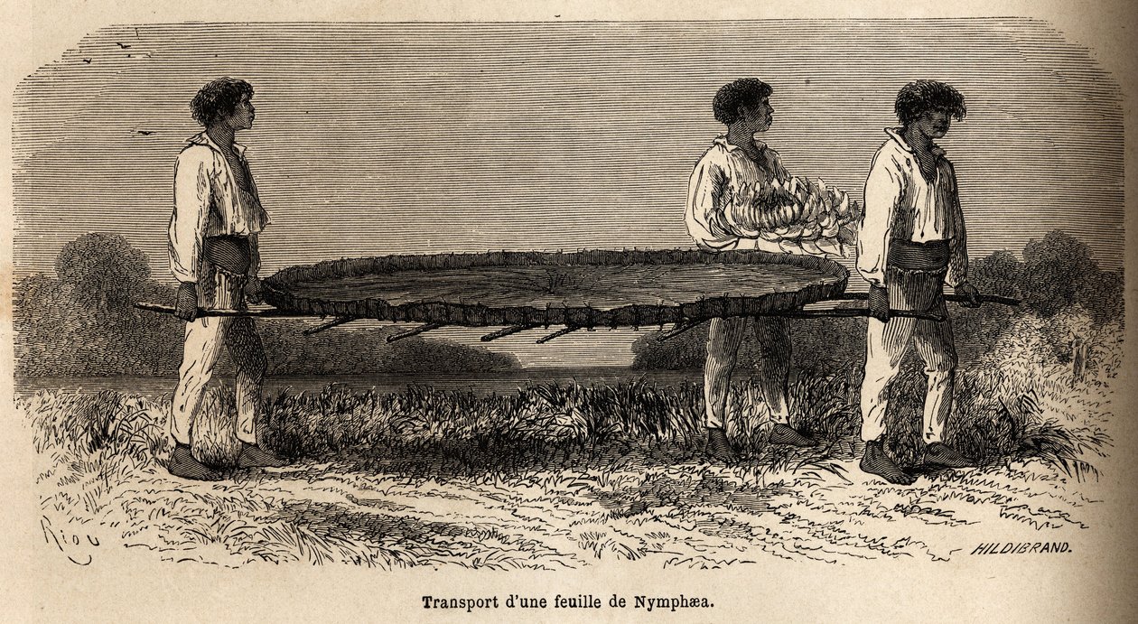 Transport av ett blad och en blomma av nymphea från sjön Nuna (perou), provreservat vid P.Marcoy herbarium. Ritning av Riou, för att illustrera resan från Stilla havet till Atlanten av Edouard Riou
