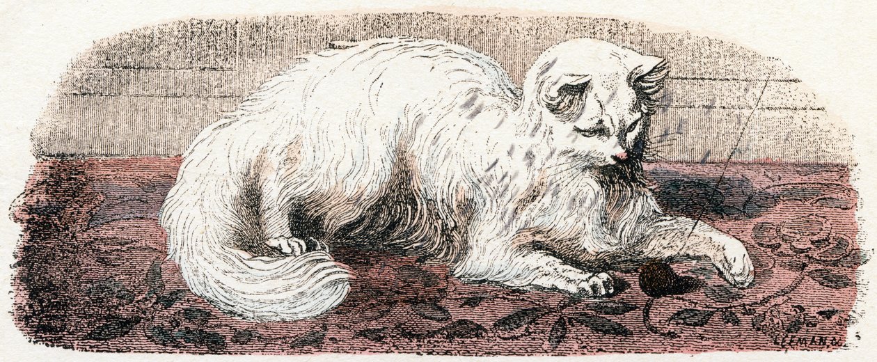 Angorakatt - "Alfabetet illustrerar djur" 1800-talet (gravyr) av Edouard Travies
