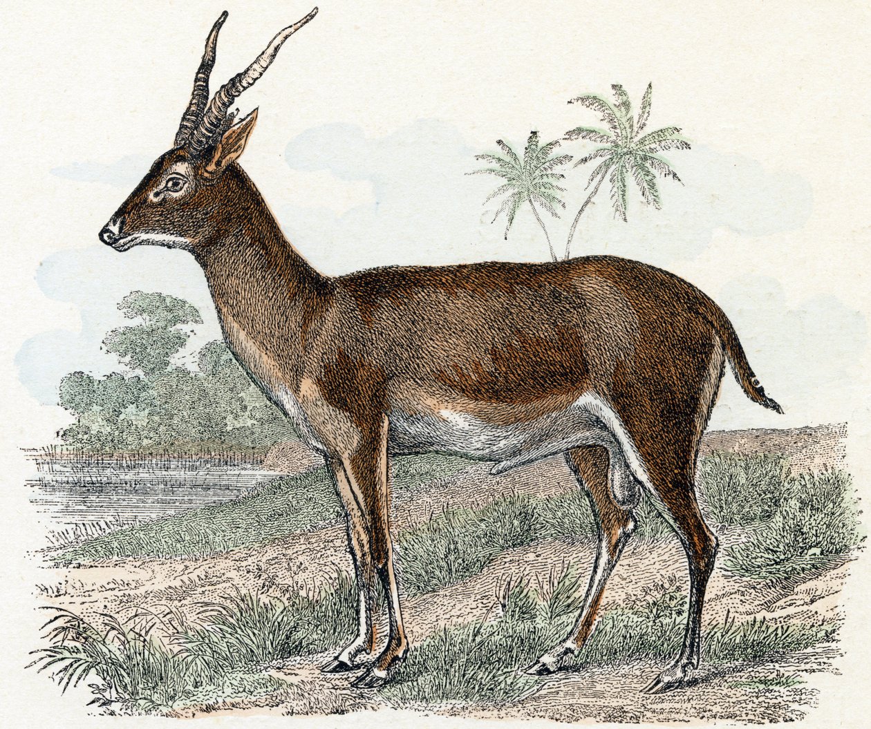 Antilope från "Animals Illustrated Alphabet" av Edouard Travies