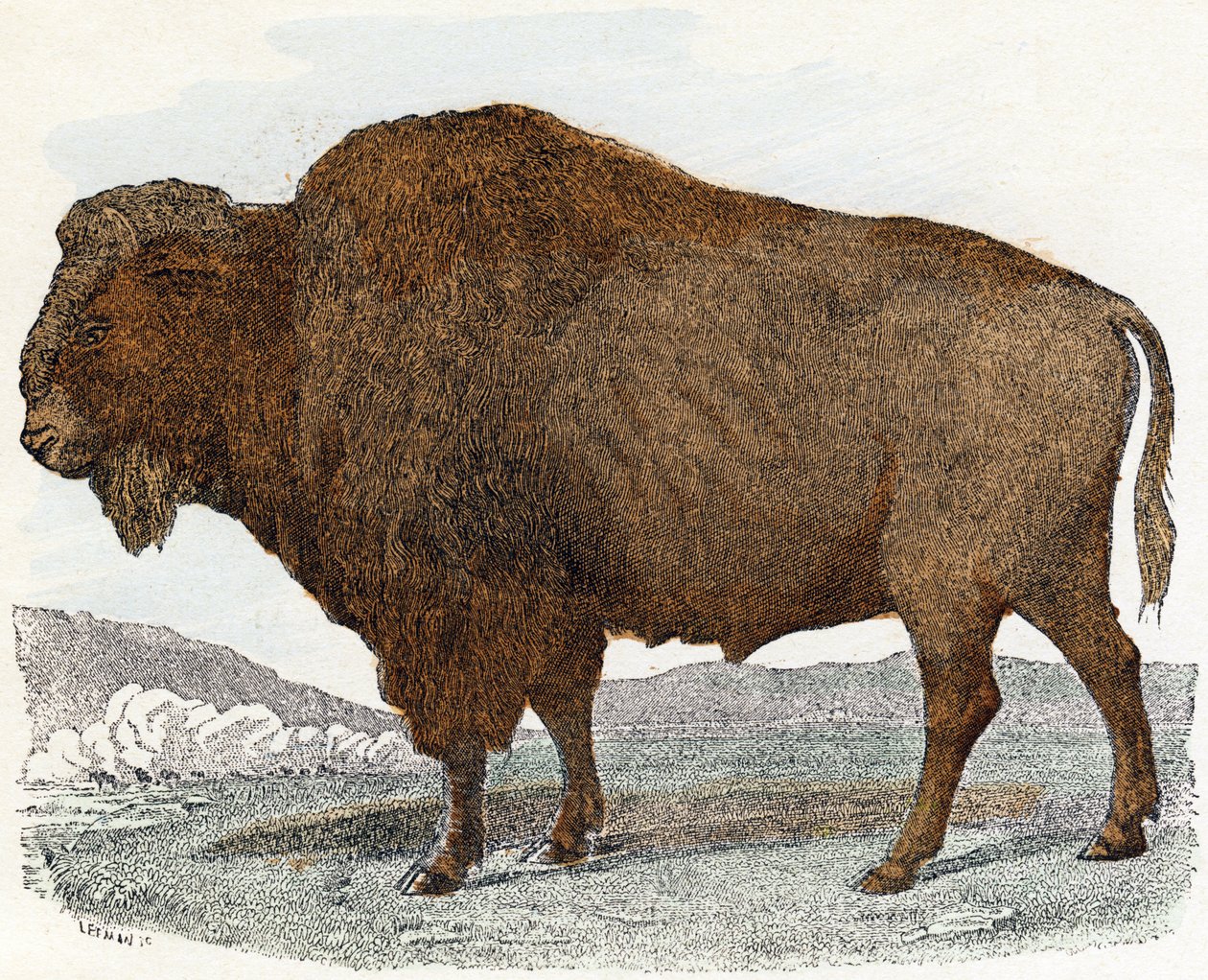 Bison från "Animals Illustrated Alphabet" av Edouard Travies