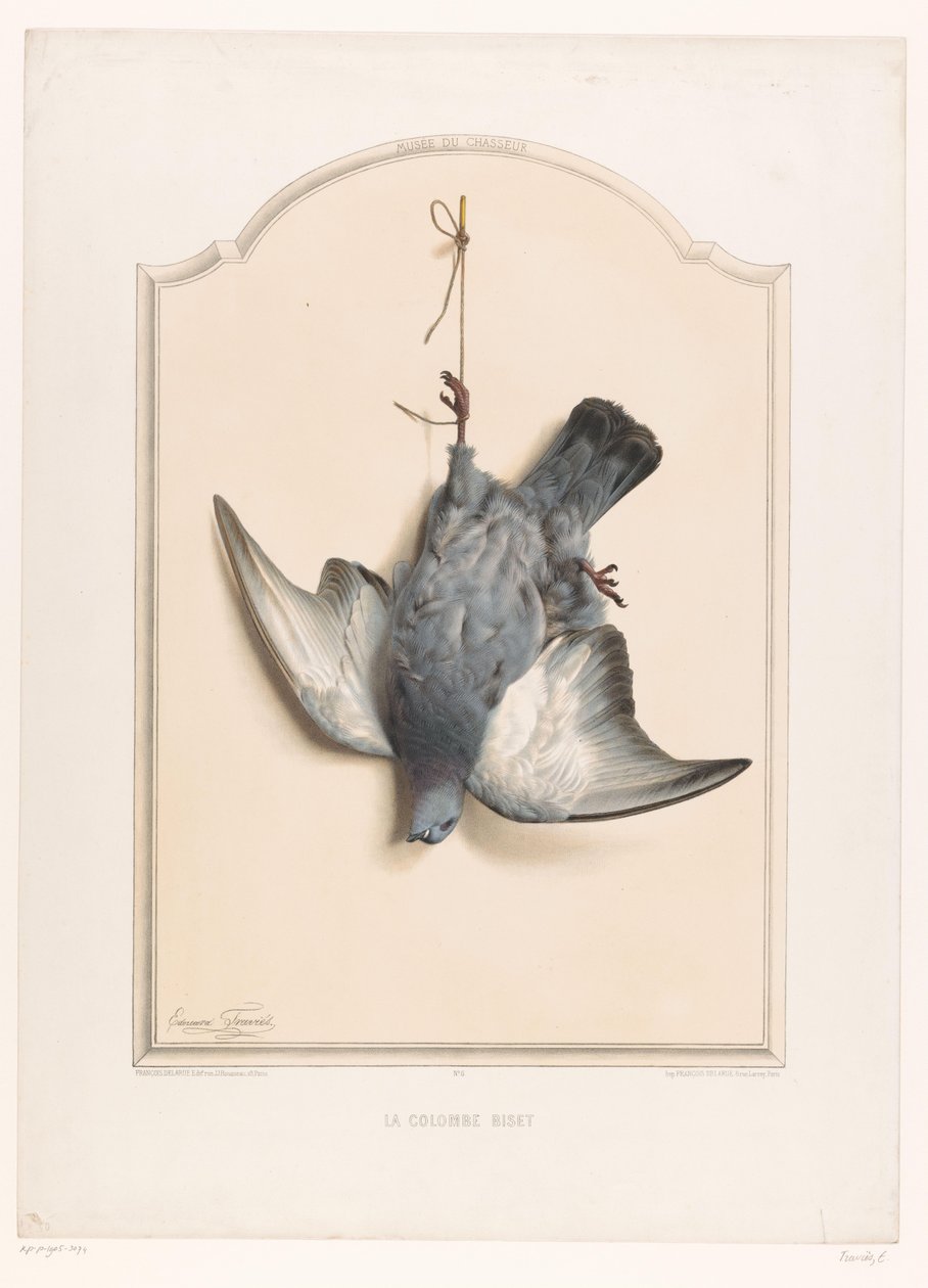 Död stenduva hängande på ett ben La colombe biset (titel på objekt) Jägarens museum (serietitel) Musée du chasseur (serietitel på föremål) av Edouard Travies