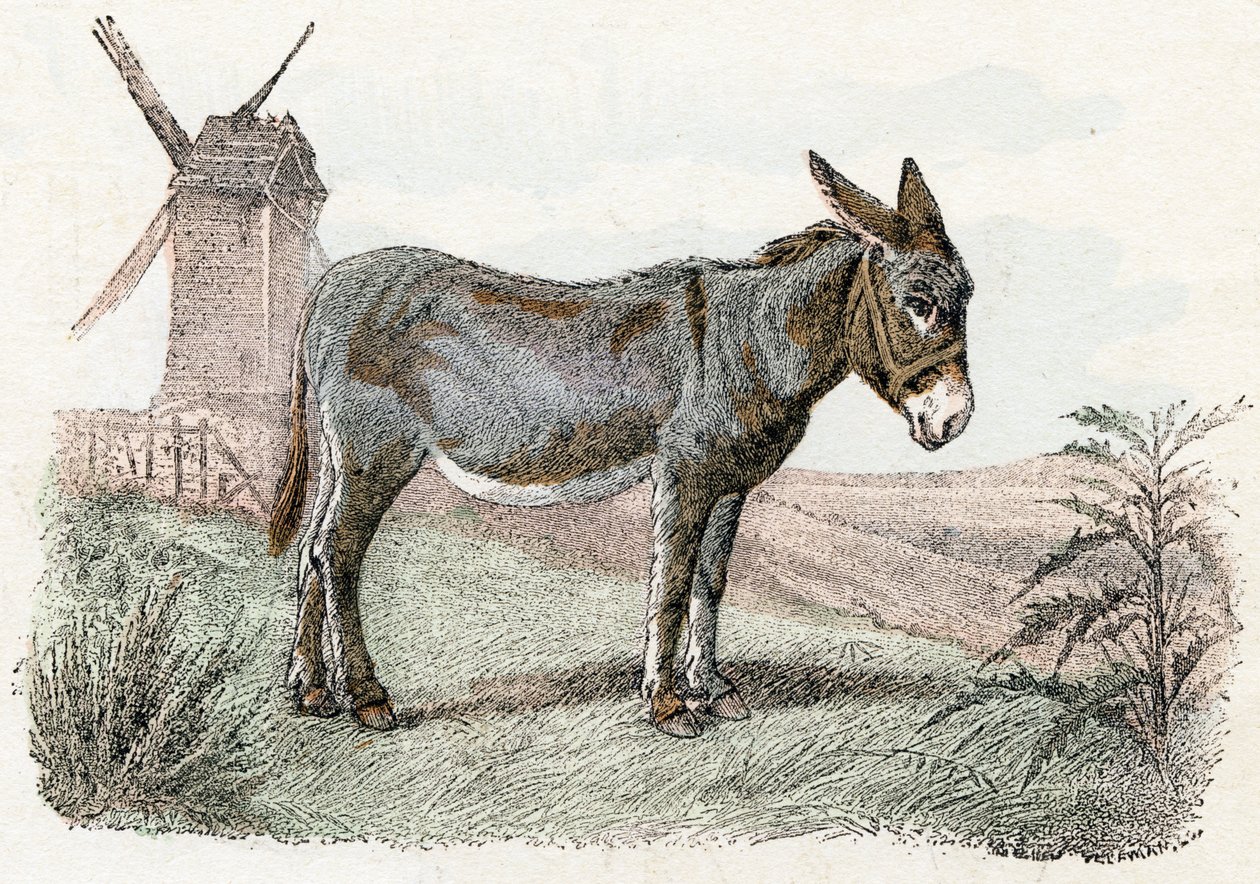 Åsna från "Animals Illustrated Alphabet" av Edouard Travies