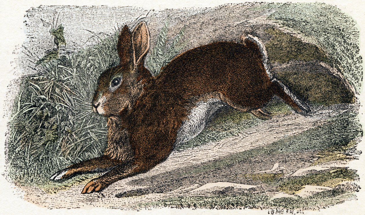 Garenne kanin- "Alfabetet illustrerar djur" 1800-talet (gravyr) av Edouard Travies